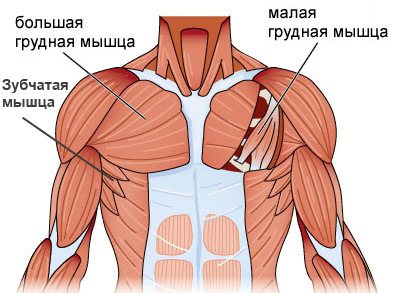 Анатомия грудных мышц