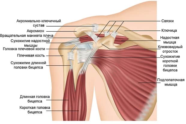 Анатомия строения плечевого сустава