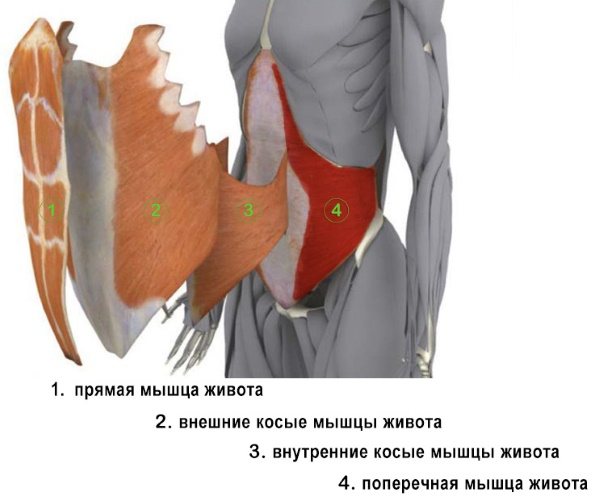Как накачать поперечную мышцу живота. Упражнения тренировки