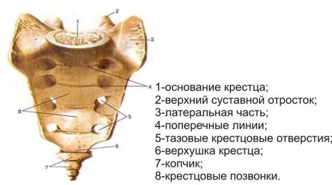 копчик