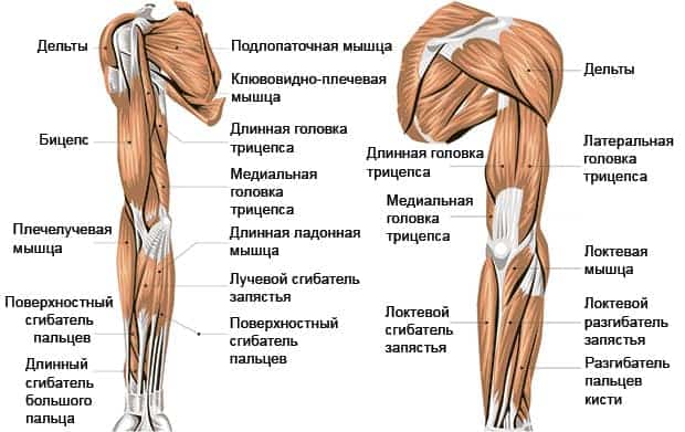 Основные мышечные группы рук