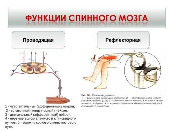 Отделы позвоночника человека за что отвечает каждый позвонок