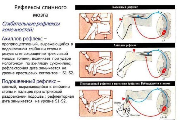 Отделы позвоночника человека за что отвечает каждый позвонок