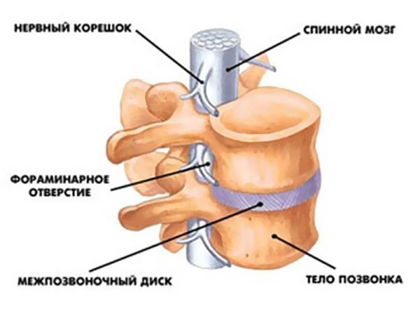 Отделы позвоночника человека за что отвечает каждый позвонок