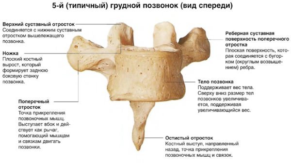 Отделы позвоночника человека за что отвечает каждый позвонок