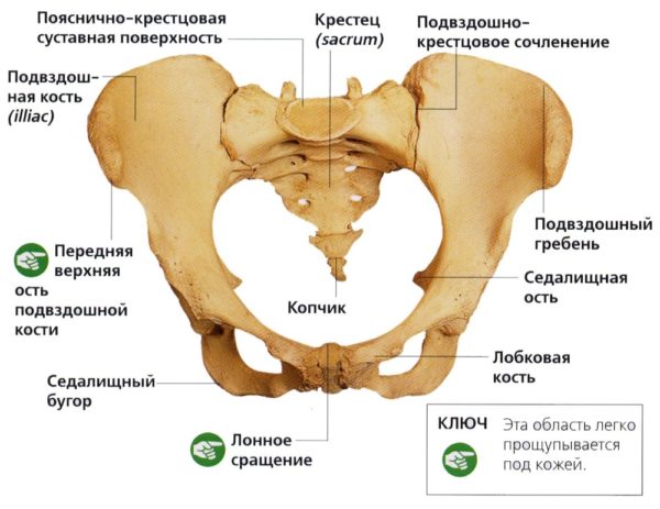 Отделы позвоночника человека за что отвечает каждый позвонок