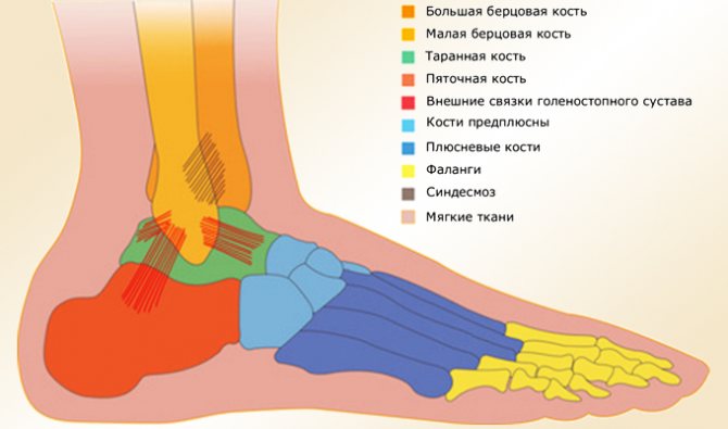 Строение голеностопного сустава