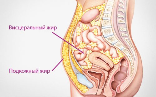 Висцеральный и подкожный жир