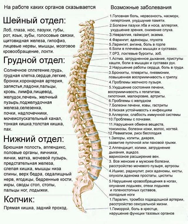 Зависимость заболеваний организма от проблем с позвоночником